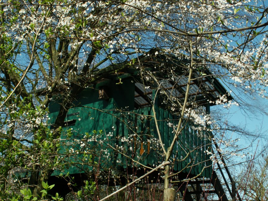 Casa sull’albero rialzata tra alberi in fiore